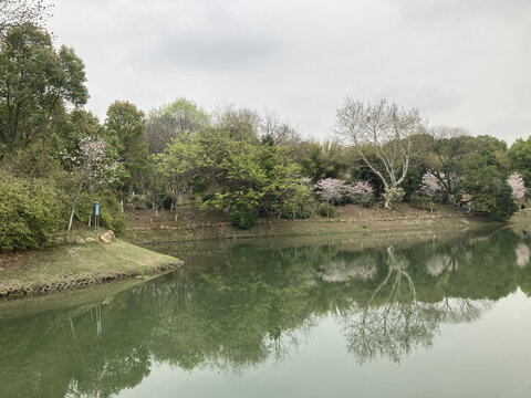 水中倒影樱花