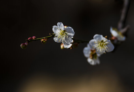 梅花