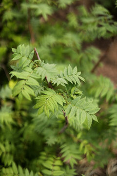 蕨类植物