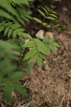 野生蕨类植物