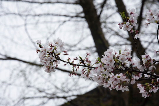 樱花枝丫