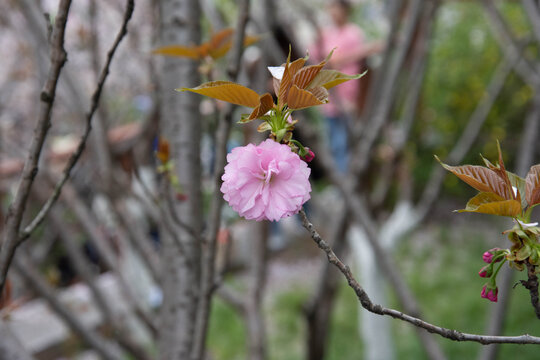 特写山樱花