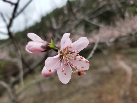 桃花特写