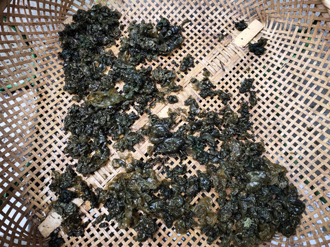 地皮菜特写