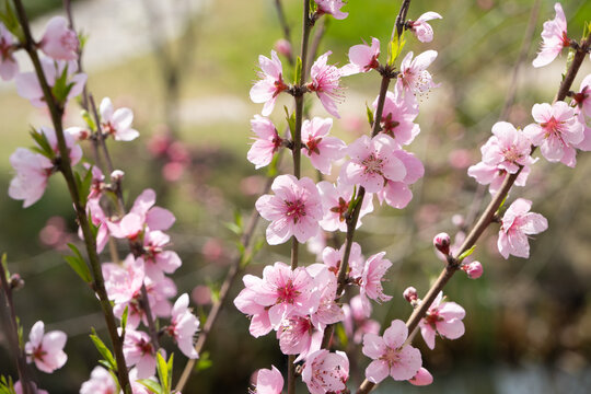 桃花