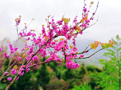 紫荆花枝