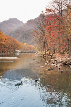 秋天中国辽宁本溪的枫树