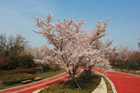 樱花