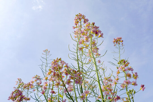 彩色油菜花特写