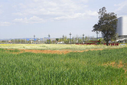 成都东安湖公园油菜花和麦田