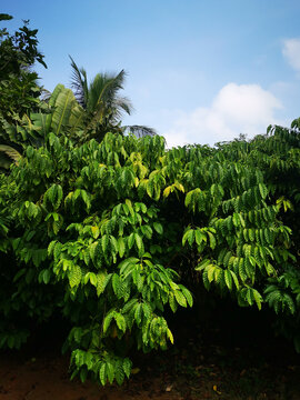咖啡豆树