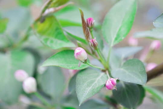 车厘子花