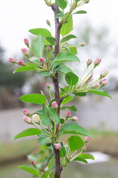 车厘子花