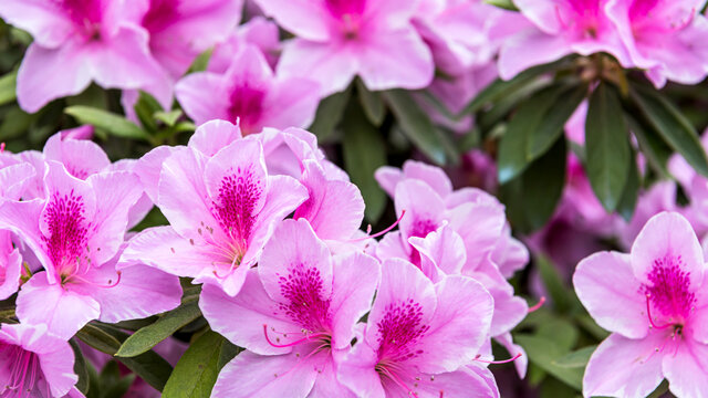 杜鹃花