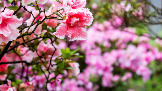 杜鹃花