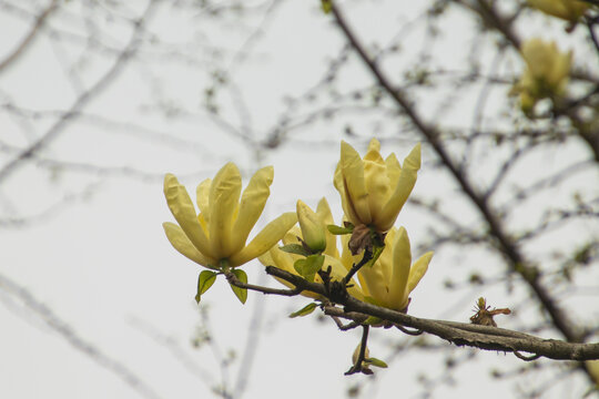 玉兰花特写