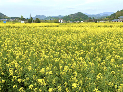 油菜花海