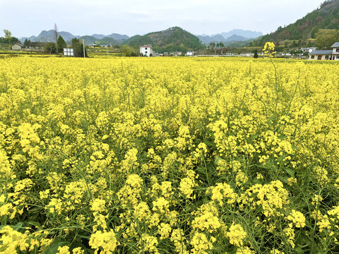 乡间油菜花田