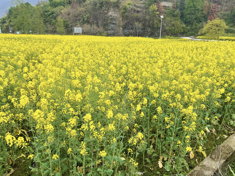 油菜花