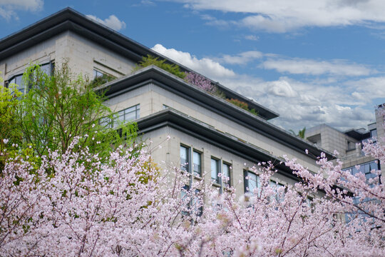 樱花丛中的建筑