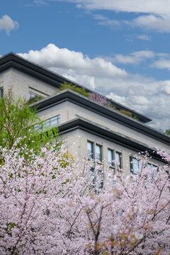 樱花丛中的建筑