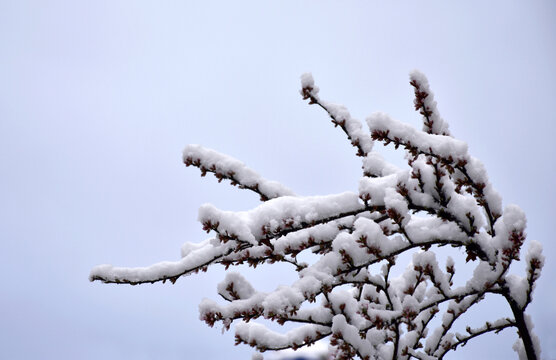 梅花雪