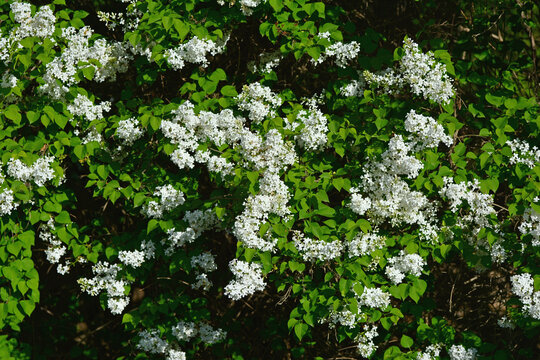 白色丁香花