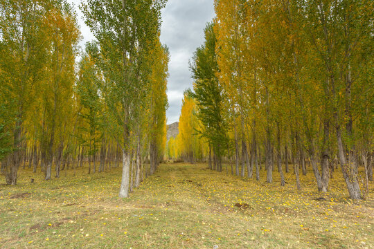新疆可可托海秋色逆光树林