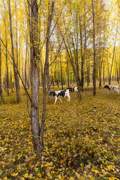 秋天逆光树林的奶牛