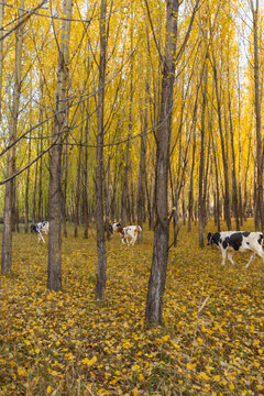 秋天逆光树林的奶牛