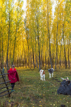 秋天逆光树林与奶牛