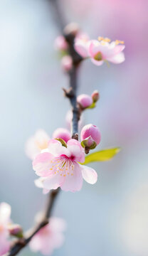 桃花素材春天高清特写