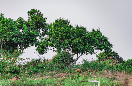 荔枝树