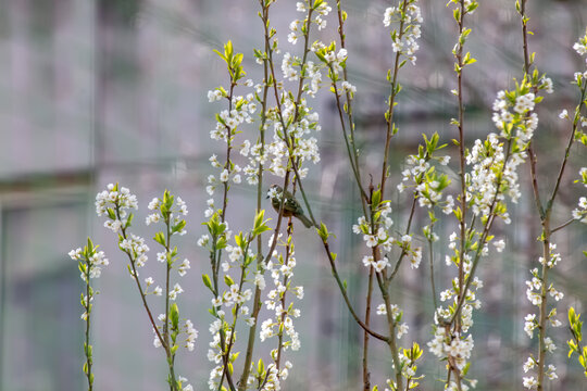 麻雀与李子花树