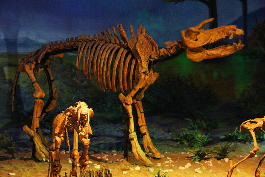 远古野生动物骨骼化石