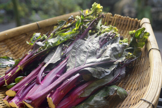 蔬菜紫菜薹