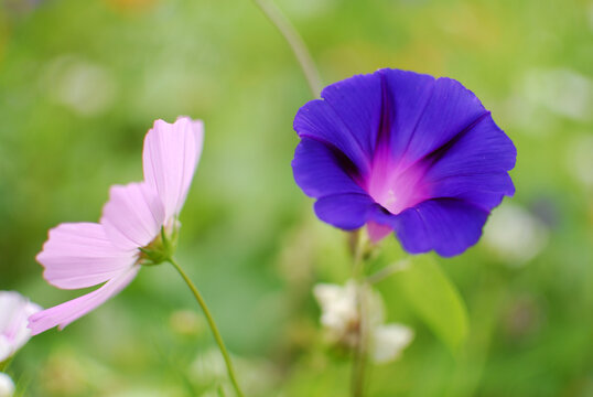 牵牛花