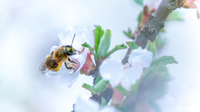 蜂恋花