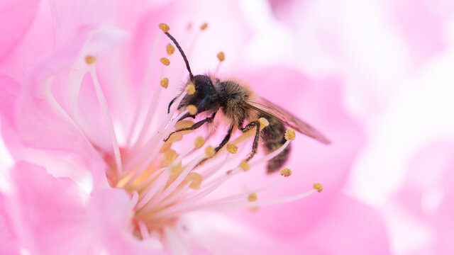 蜂恋花