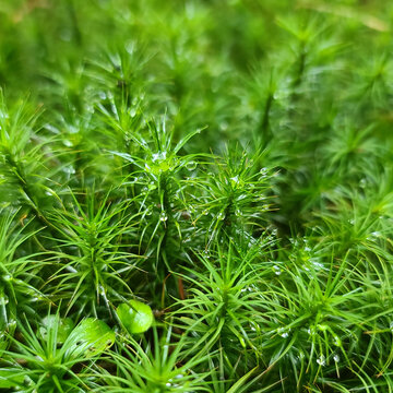 雨天青苔苔藓