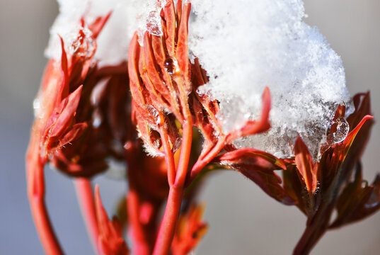 新疆伊犁冰雪芍药花