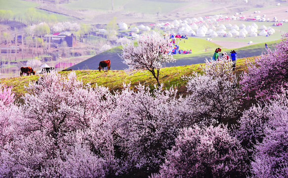 新疆伊犁美丽山村风景