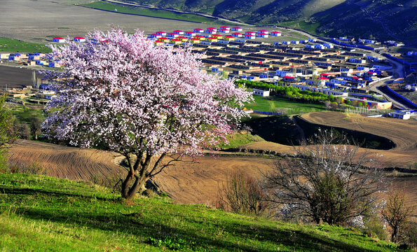 新疆伊犁美丽乡村