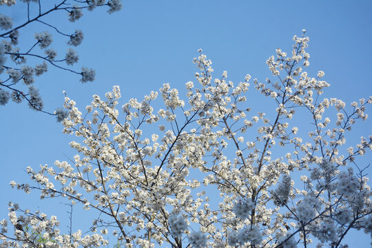 樱花与天空