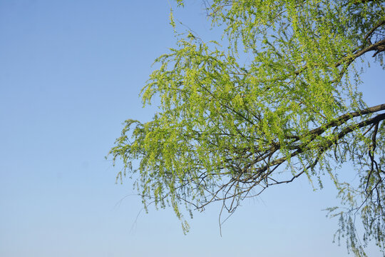 天空柳树枝叶
