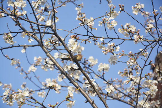 仰拍花枝