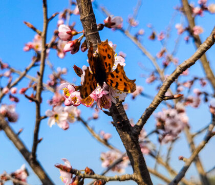 蝴蝶采蜜