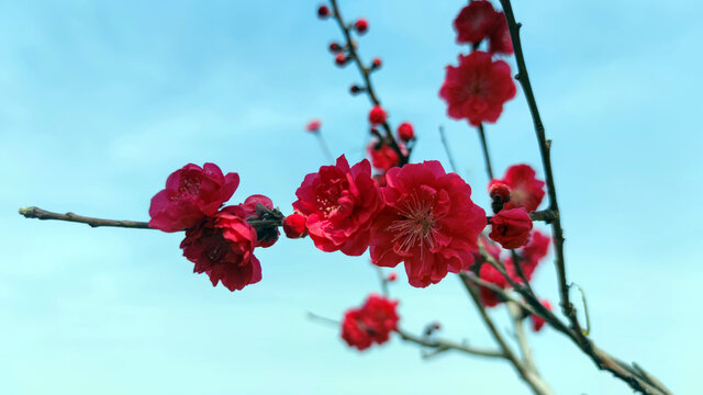 一朵红花映彩霞