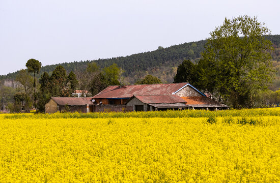 田园风光