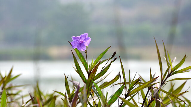 翠芦莉